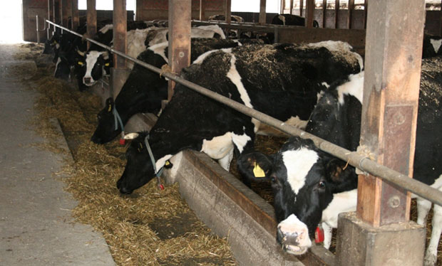 Сточари страхују за цену млека